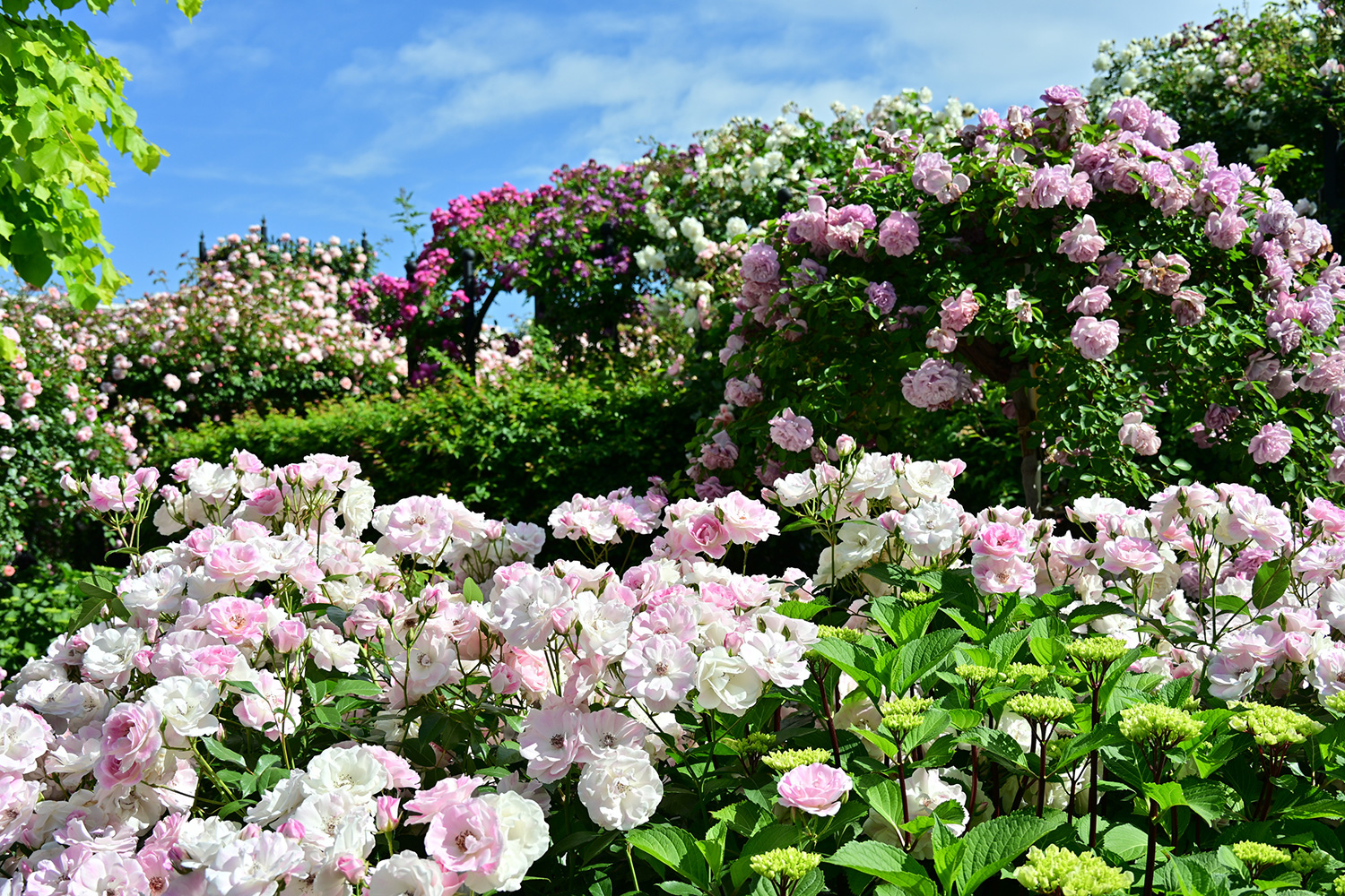 （2026/05/17〜）「横浜イングリッシュガーデンの春薔薇」