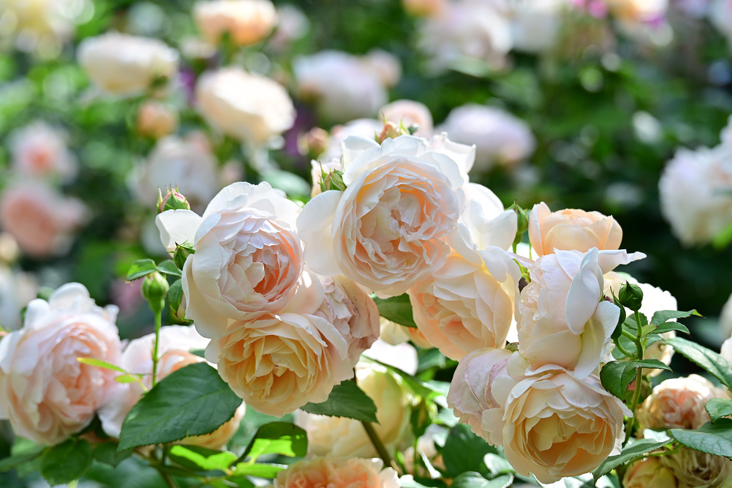 （2026/05/17〜）「横浜イングリッシュガーデンの春薔薇」