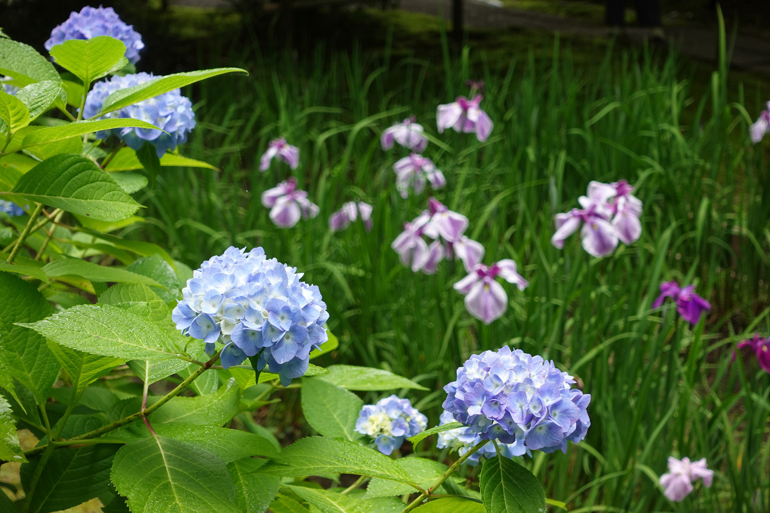 （2026/06/01〜）「明月院の紫陽花」