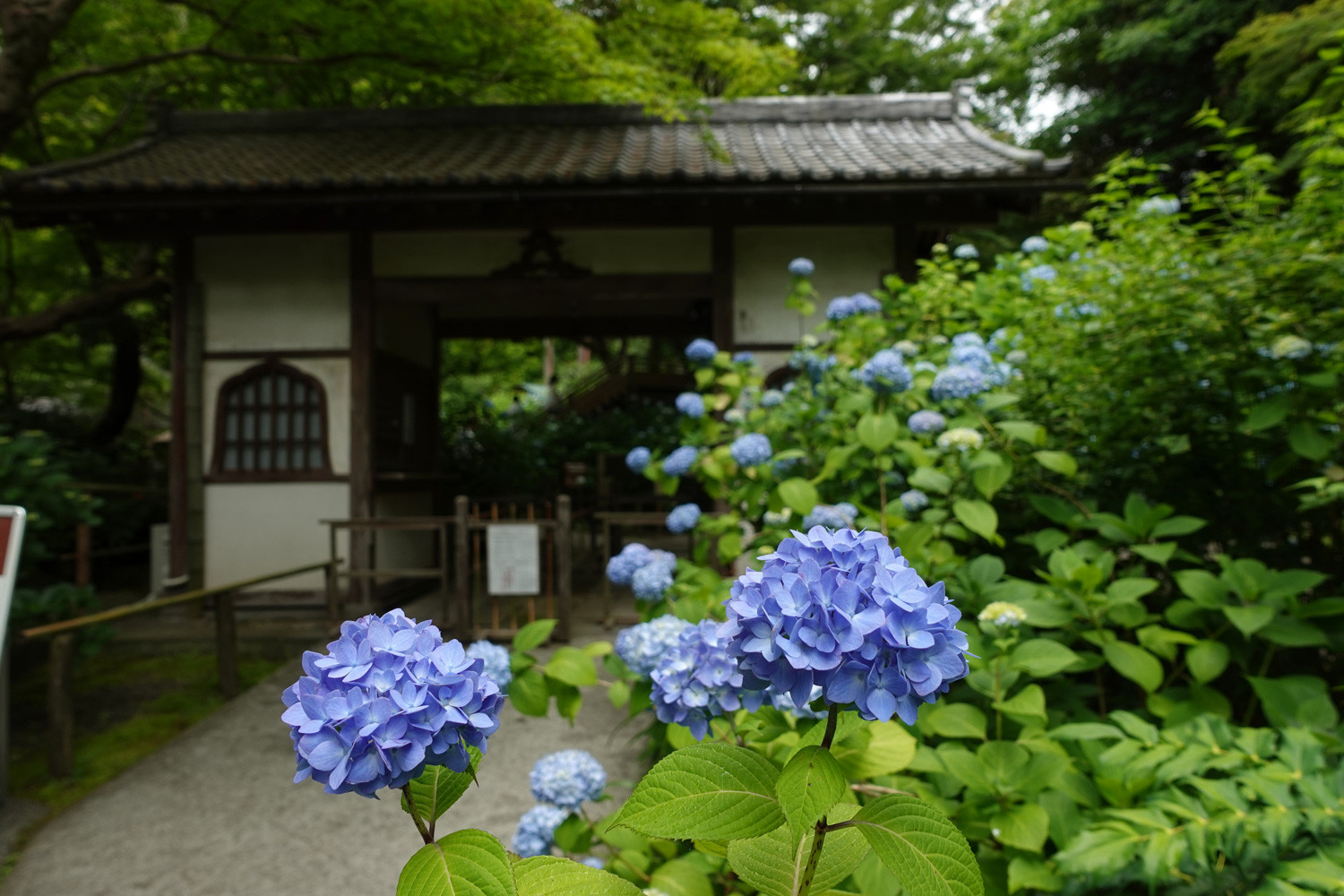 （2026/06/01〜）「明月院の紫陽花」