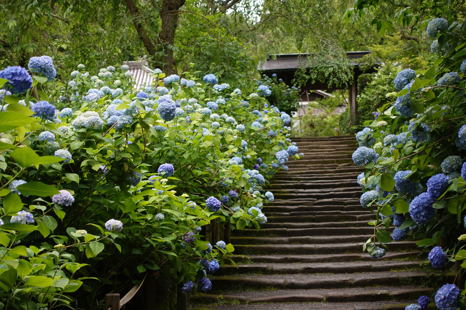 （2026/06/01〜）「明月院の紫陽花」