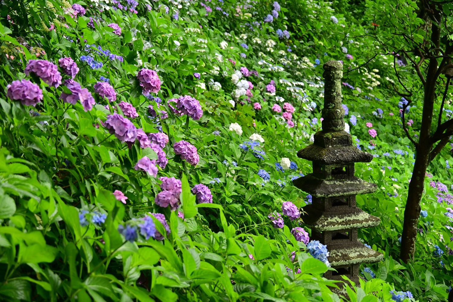 （2026/07/05〜）「長谷寺のアジサイ」