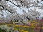 （2026/04/13〜）「白石川千桜公園」