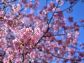 （2026/02/22〜）「河津桜」