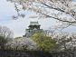 （2026/04/06〜）「大阪城天守と桜」