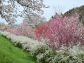 （2026/04/13〜）「白石川千桜公園」