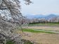 （2026/04/13〜）「白石川堤一目千本桜」