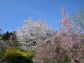（2026/04/13〜）「花見山公園」