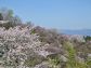 （2026/04/13〜）「花見山公園」