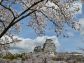 （2026/04/21〜）「姫路城と桜」