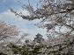 （2026/04/21〜）「姫路城と桜」