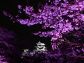 （2026/04/21〜）「姫路城桜ライトアップ」