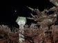 （2026/04/27〜）「五稜郭夜桜」