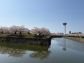 （2026/04/27〜）「五稜郭桜満開」