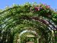 （2026/05/17〜）「横浜イングリッシュガーデンの春薔薇」