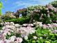（2026/05/17〜）「横浜イングリッシュガーデンの春薔薇」