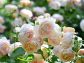 （2026/05/17〜）「横浜イングリッシュガーデンの春薔薇」