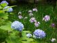 （2026/06/01〜）「明月院の紫陽花」