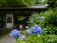 （2026/06/01〜）「明月院の紫陽花」