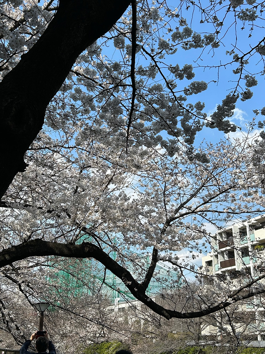 ふるさと自慢：カメラを携え目黒駅から中目黒駅までお花見ロード散策へ／東京都目黒区（同窓会報435号より）