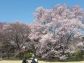『皇居東御苑の桜』
