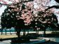 千葉キャンパス写真（春〜初夏）