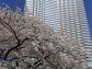 「赤坂プリンスホテルの桜」